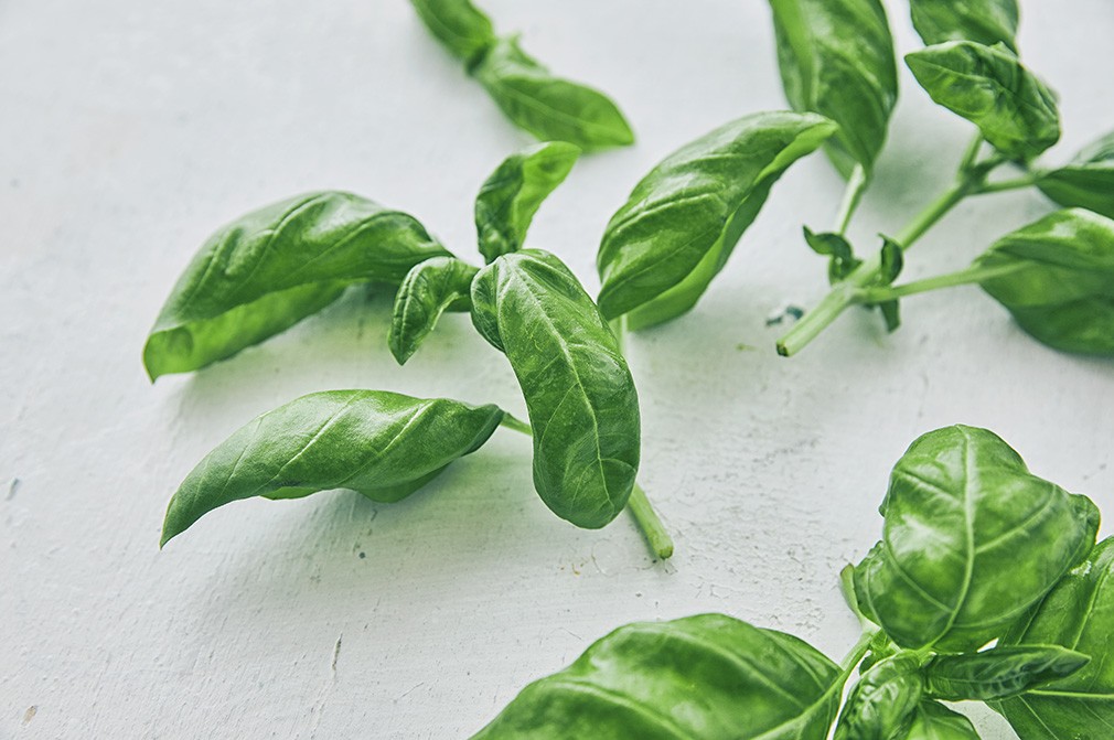 바질 10g 상품 이미지